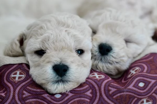 Cuccioli barboncino | Foto 0