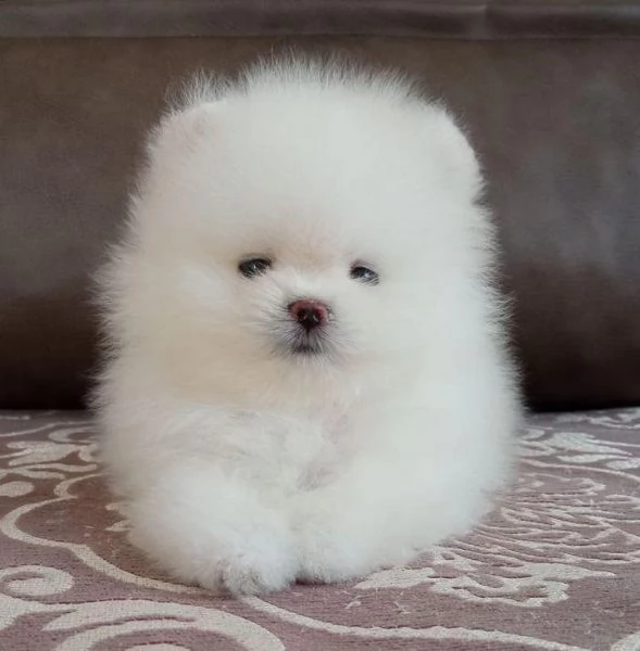 Cuccioli di Pomerania toy di razza pura in cerca di adozione | Foto 3