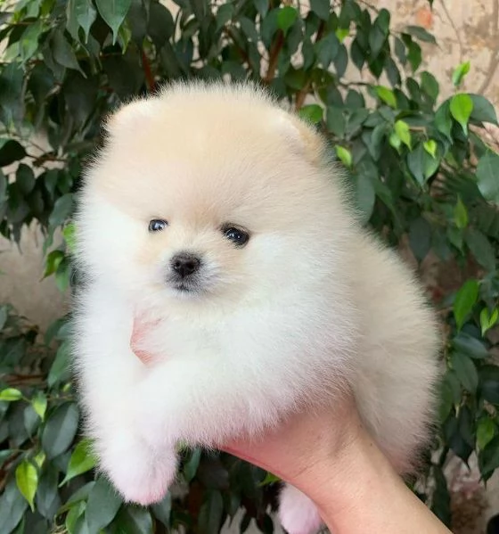 Cuccioli di Pomerania toy di razza pura in cerca di adozione | Foto 2