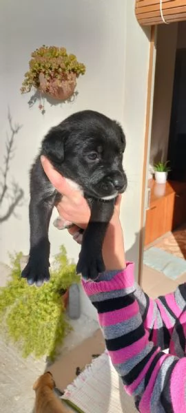 Cuccioli cane in regalo | Foto 1