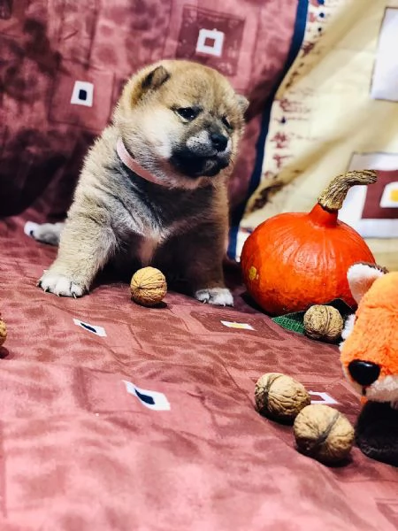 Disponibili due cucciole Shiba Inu