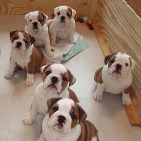 Cuccioli di Bulldog Inglese.