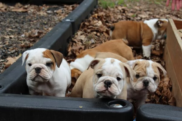 Cuccioli di Bulldog Inglese,