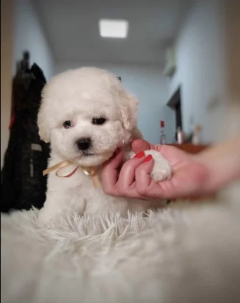 Cuccioli di Bichon Frise in vendita | Foto 1