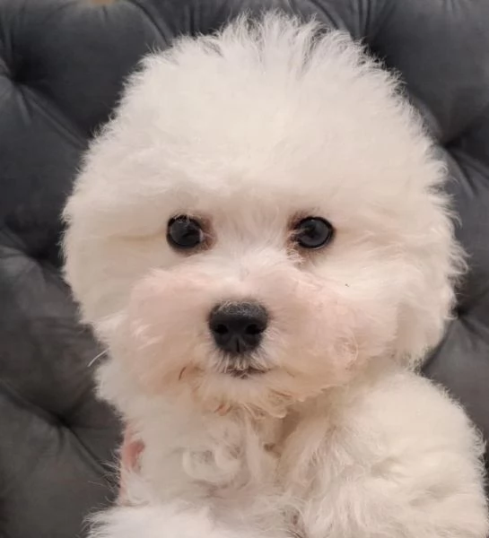 Cuccioli di Bichon Frise in vendita | Foto 0