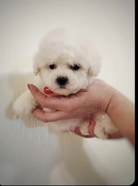 Cuccioli di Bichon Frise in vendita