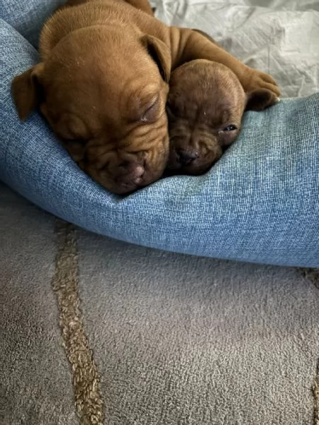 Vendo cuccioli Pitbull  | Foto 5