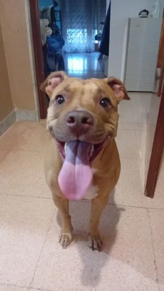 Vendo cuccioli Pitbull  | Foto 1