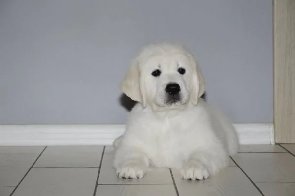 Disponibili cuccioli di Golden retriever