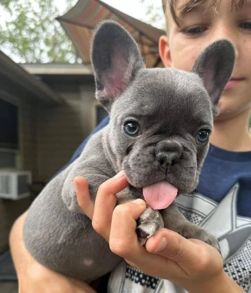 Adorabili cuccioli di bulldog francese pronti per la loro casa per sempre! | Foto 6