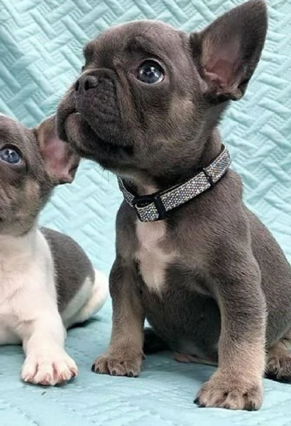 Adorabili cuccioli di bulldog francese pronti per la loro casa per sempre! | Foto 5