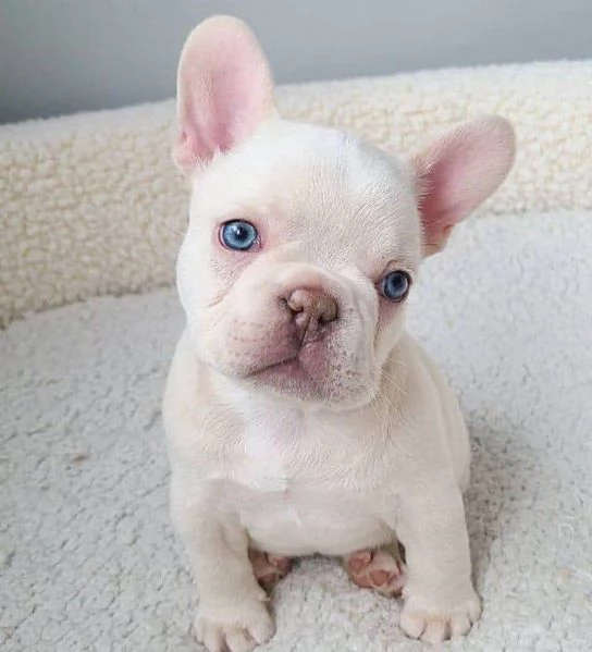 Adorabili cuccioli di bulldog francese pronti per la loro casa per sempre! | Foto 4