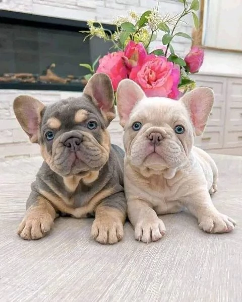 Adorabili cuccioli di bulldog francese pronti per la loro casa per sempre! | Foto 3