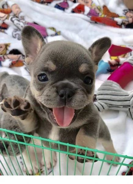 Adorabili cuccioli di bulldog francese pronti per la loro casa per sempre! | Foto 2