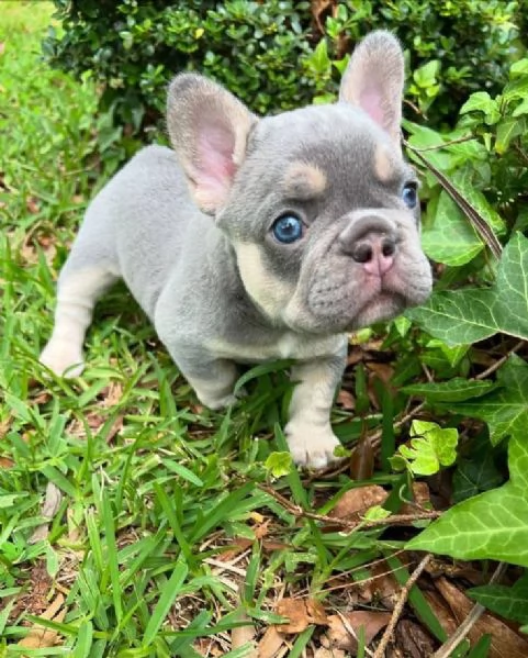 Adorabili cuccioli di bulldog francese pronti per la loro casa per sempre! | Foto 1