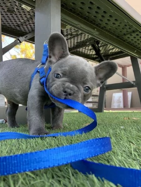 Adorabili cuccioli di bulldog francese pronti per la loro casa per sempre!