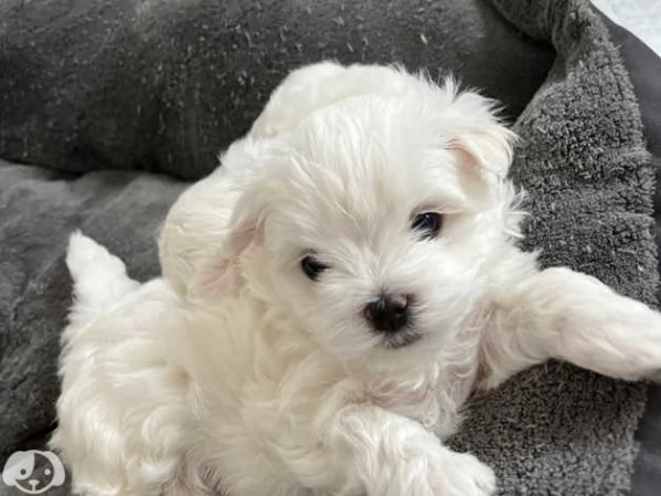 Maltese toy cuccioli