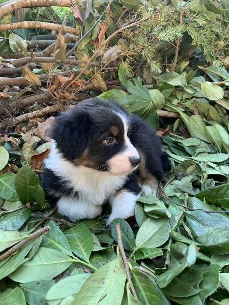 Cuccioli di Pastore Australiano | Foto 2