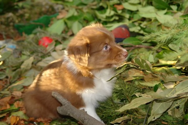 Cuccioli di Pastore Australiano | Foto 1