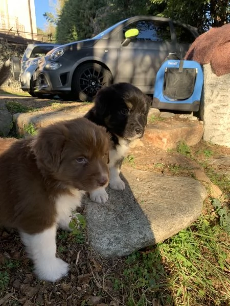 Cuccioli di Pastore Australiano | Foto 0