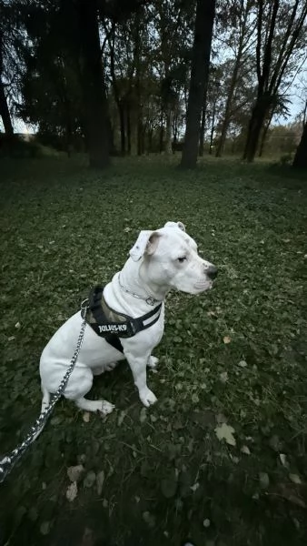 Dogo Argentino  | Foto 1