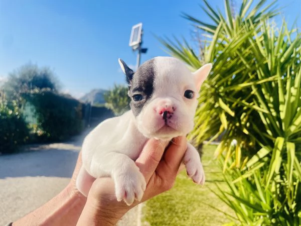 Vendita bulldog francese  | Foto 6