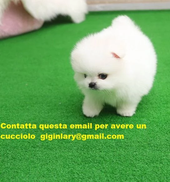 2 bellissimi cuccioli di Pomerania Volpino