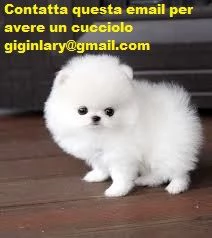 VOLPINO POMERANIA MINI TOY 