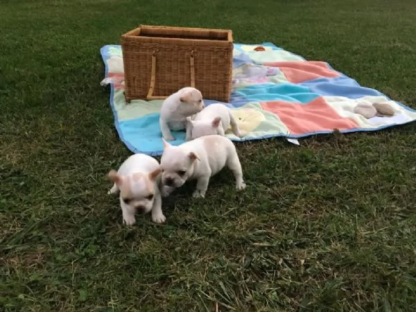 Disponibili cuccioli di bulldog francese | Foto 2