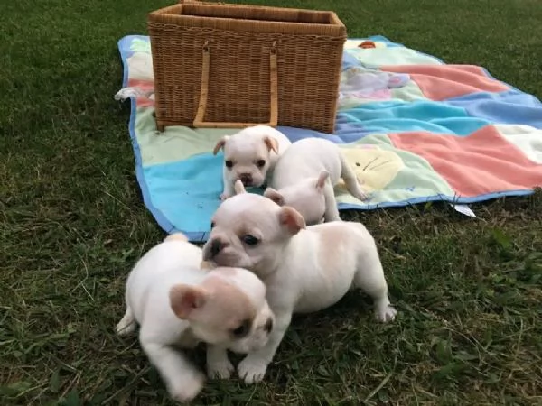 Disponibili cuccioli di bulldog francese | Foto 1