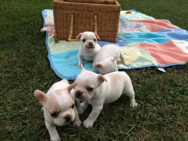 Disponibili cuccioli di bulldog francese