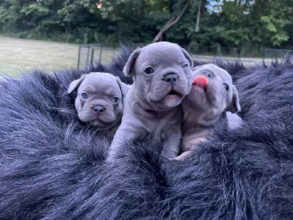 Disponibili su prenotazione cuccioli di Bulldog francese blu | Foto 2