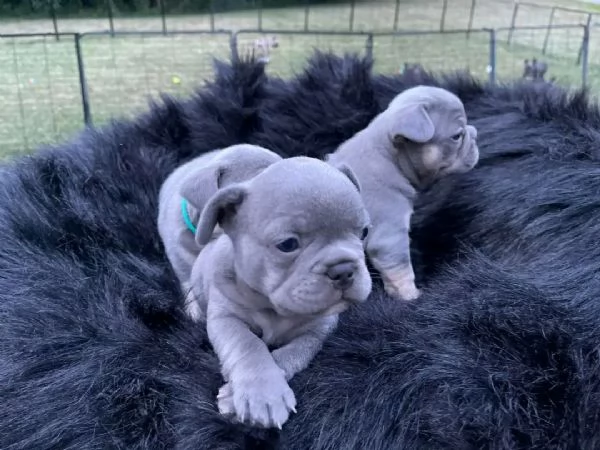 Disponibili su prenotazione cuccioli di Bulldog francese blu