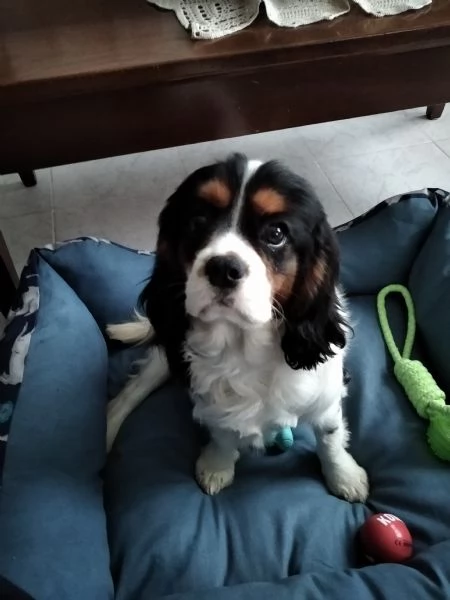 Cucciolo di 6 mesi di Cavalier king