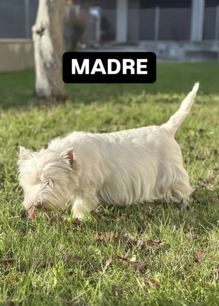 West highland White Terrier 