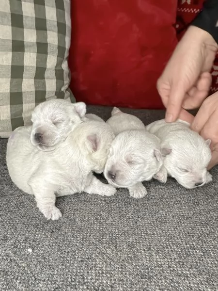 West highland White Terrier  | Foto 3