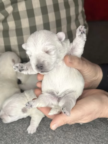 West highland White Terrier  | Foto 0