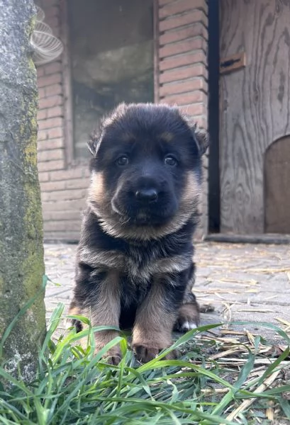 Cuccioli di Pastore Tedesco | Foto 0