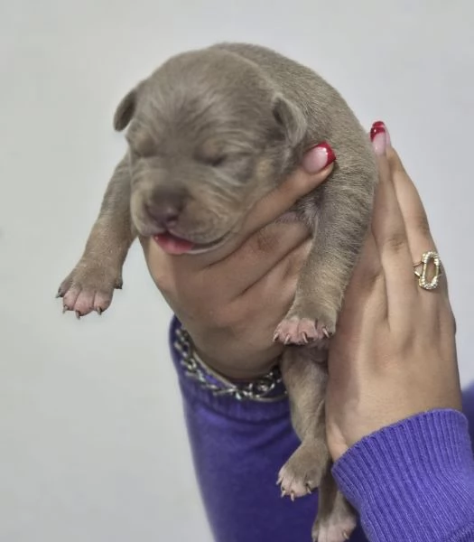 Cuccioli di American Pitbull terrier  | Foto 3