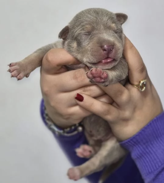 Cuccioli di American Pitbull terrier  | Foto 1