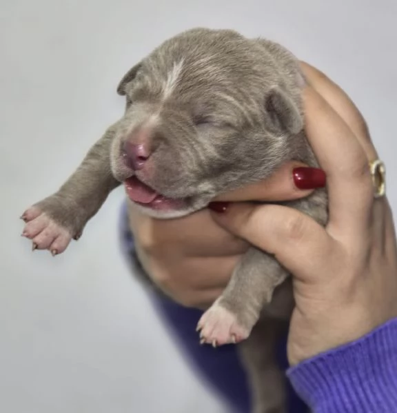 Cuccioli di American Pitbull terrier  | Foto 0