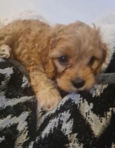 cucciolata di razza cavapoo