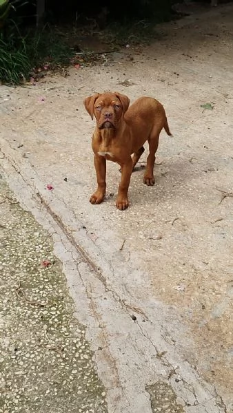 Cucciole dogue de bordeaux 