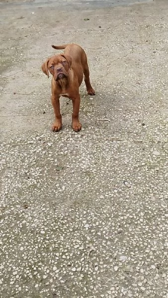 Cucciole dogue de bordeaux  | Foto 0