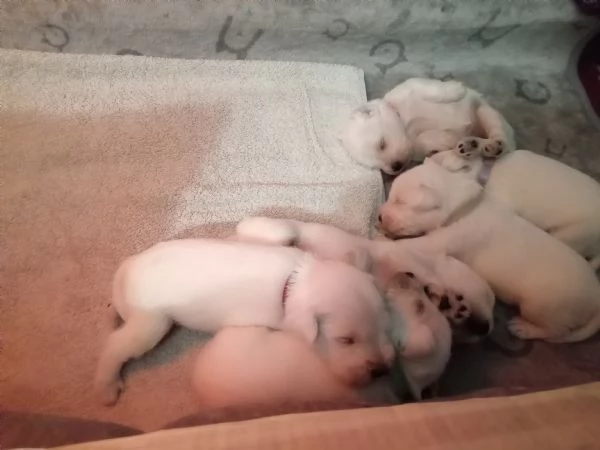 VENDITA SCHNAUZER NANO BIANCO da privato  | Foto 0