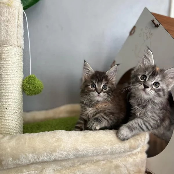 Maine Coon cuccioli pedigree