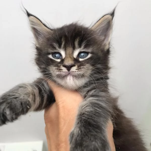 Vendo gatti di razza Mainecoon