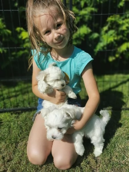 Cuccioli di Maltese maschi e femmine | Foto 2