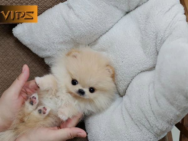 volpino pomerania -WHATSAPP: +[hidden] | Foto 1