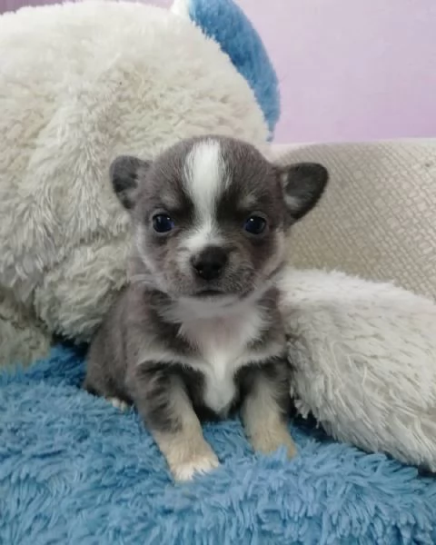 Chihuahua M/F tea cup-WhatsApp::+[hidden] | Foto 0